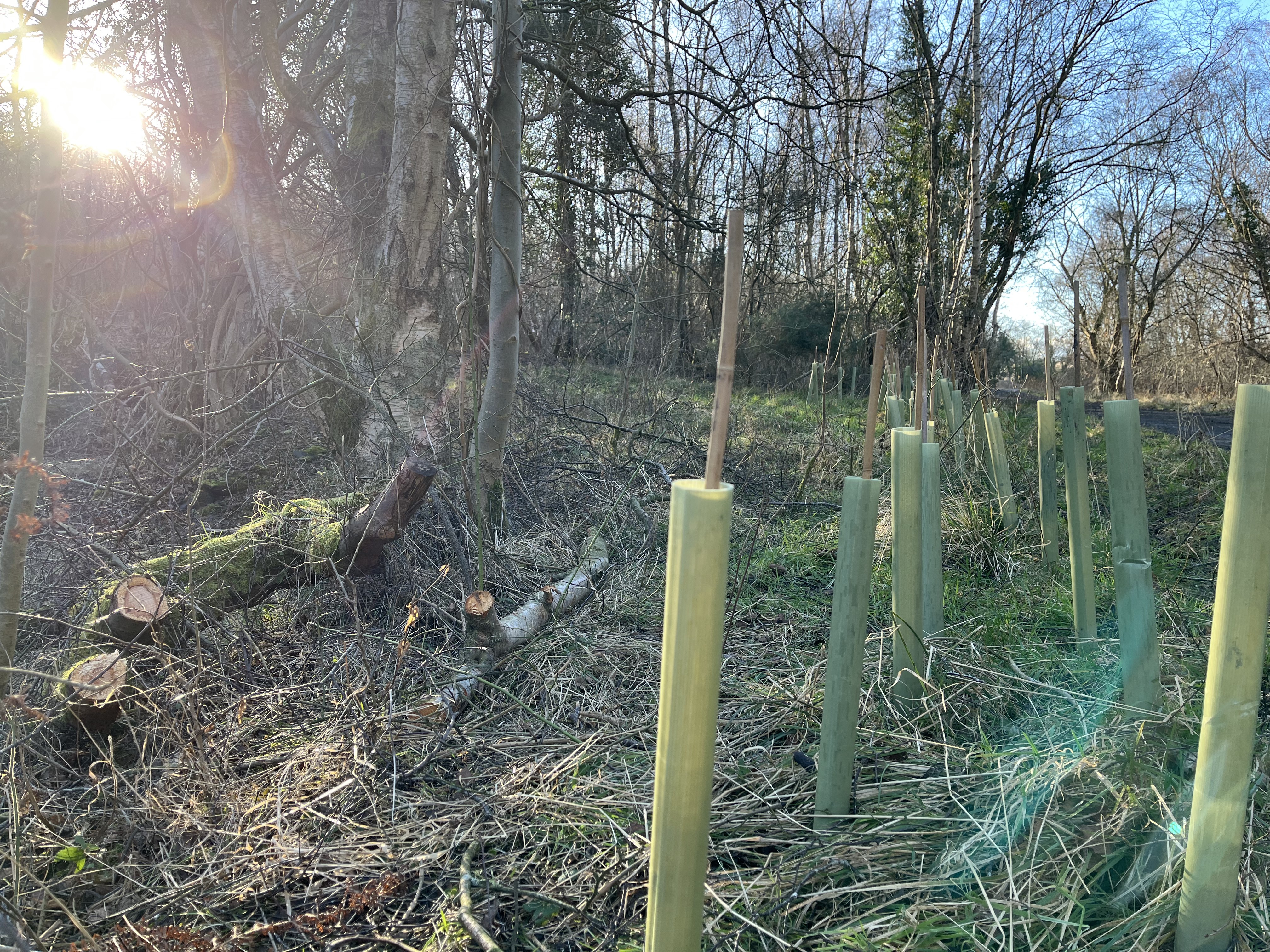 Mickley Wood - Ancient woodland in Northumberland
